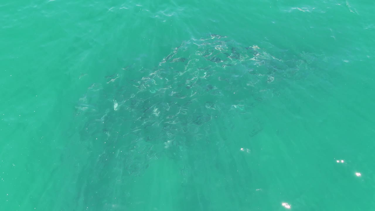 Overhead view of a school of fish under clear turquoise water at Buzzards Beach, Baja California Sur, Mexico, with no visible people.