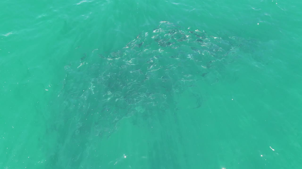 A slightly looser fish school sits below the clear green-blue surface at Buzzards Beach, with soft ripples and no visible people.
