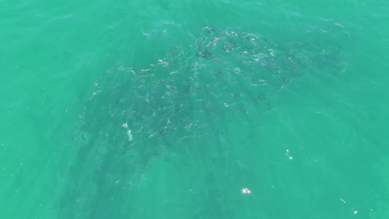 A denser cluster of fish is visible beneath turquoise ocean water at Buzzards Beach, with small bright surface reflections and no visible people.