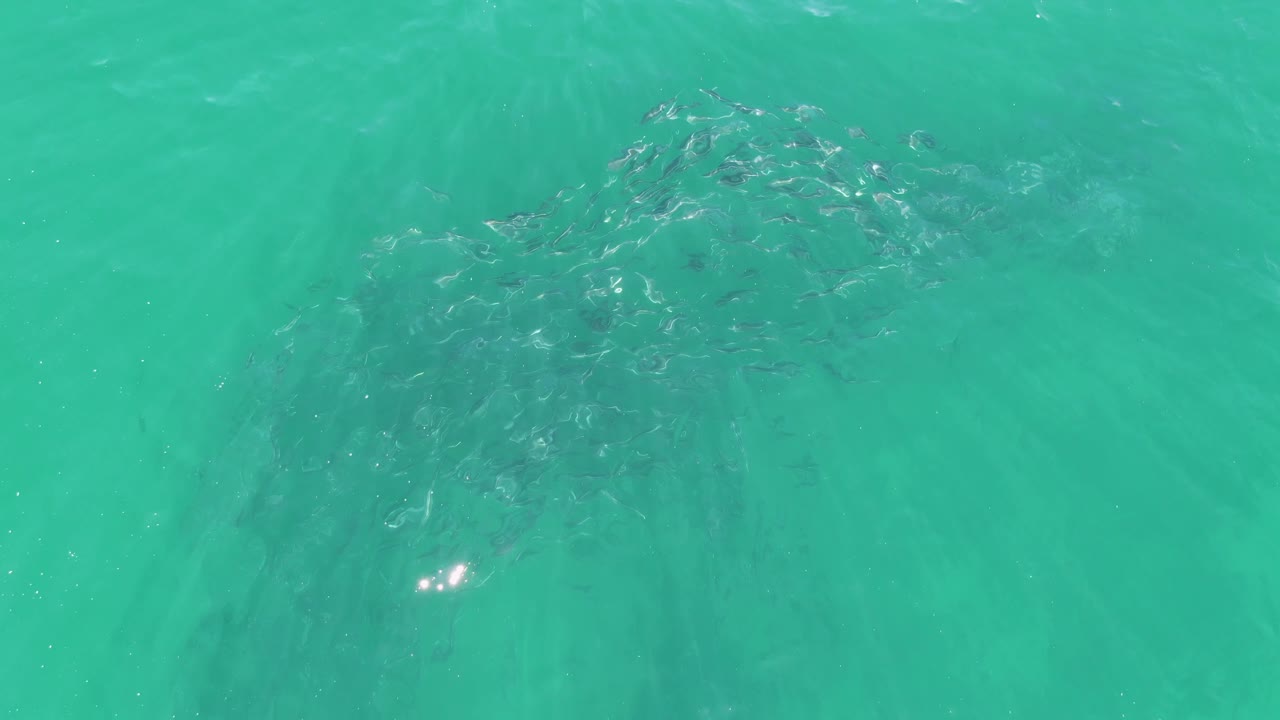 Fish school below rippled turquoise ocean surface.