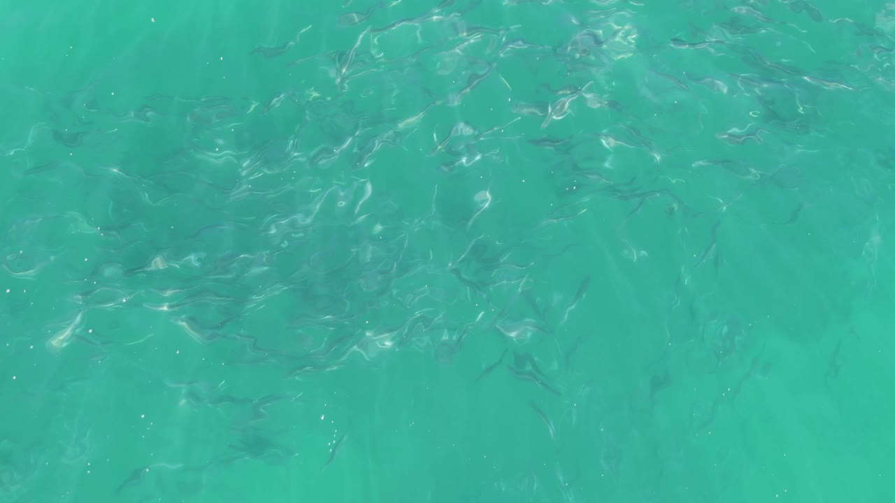 Loose school of small fish in clear turquoise water
