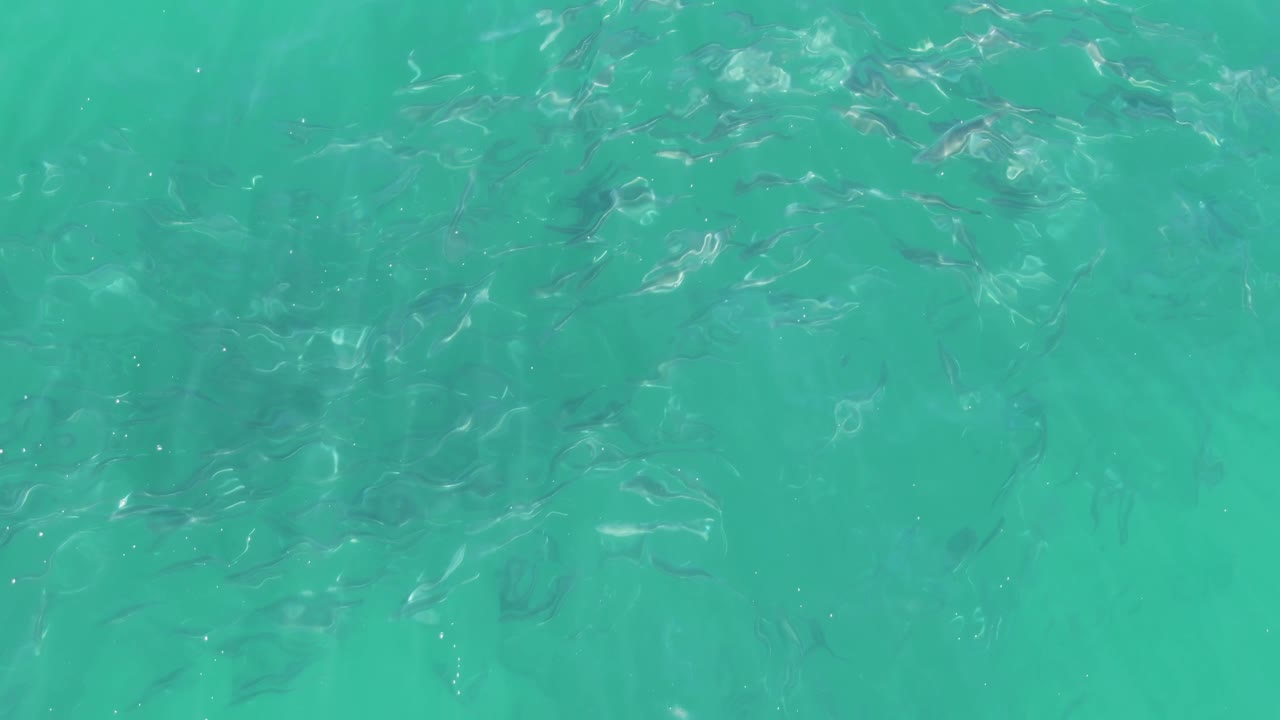 At Buzzards Beach in Baja California Sur, a loose diagonal school of small fish crosses the clear green-blue water, with no visible people.