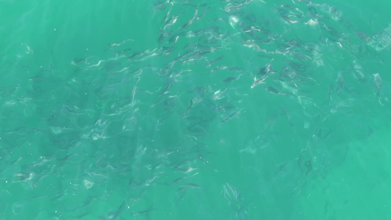 At Buzzards Beach in Baja California Sur, the fish appear in a denser mid-frame school beneath bright turquoise water, with no visible people.
