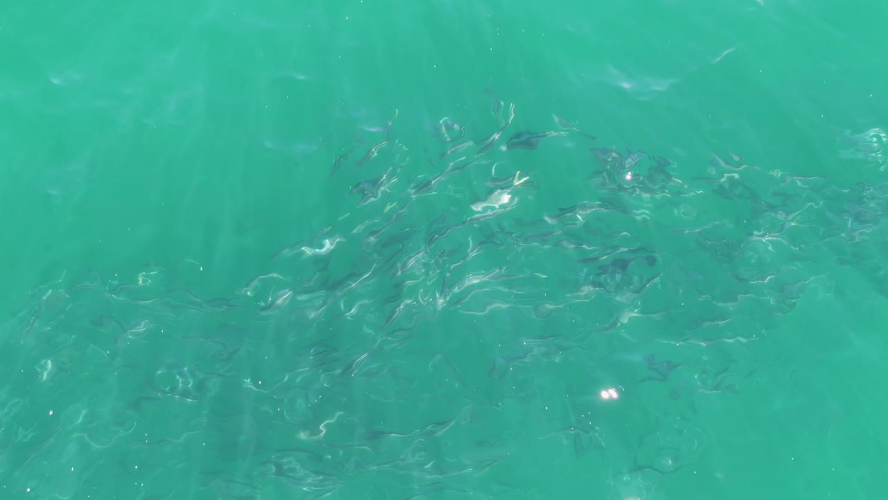 Overhead frame from Buzzards Beach, Baja California Sur, showing small fish clustered under rippled turquoise water with pale seabed tones and no visible people.