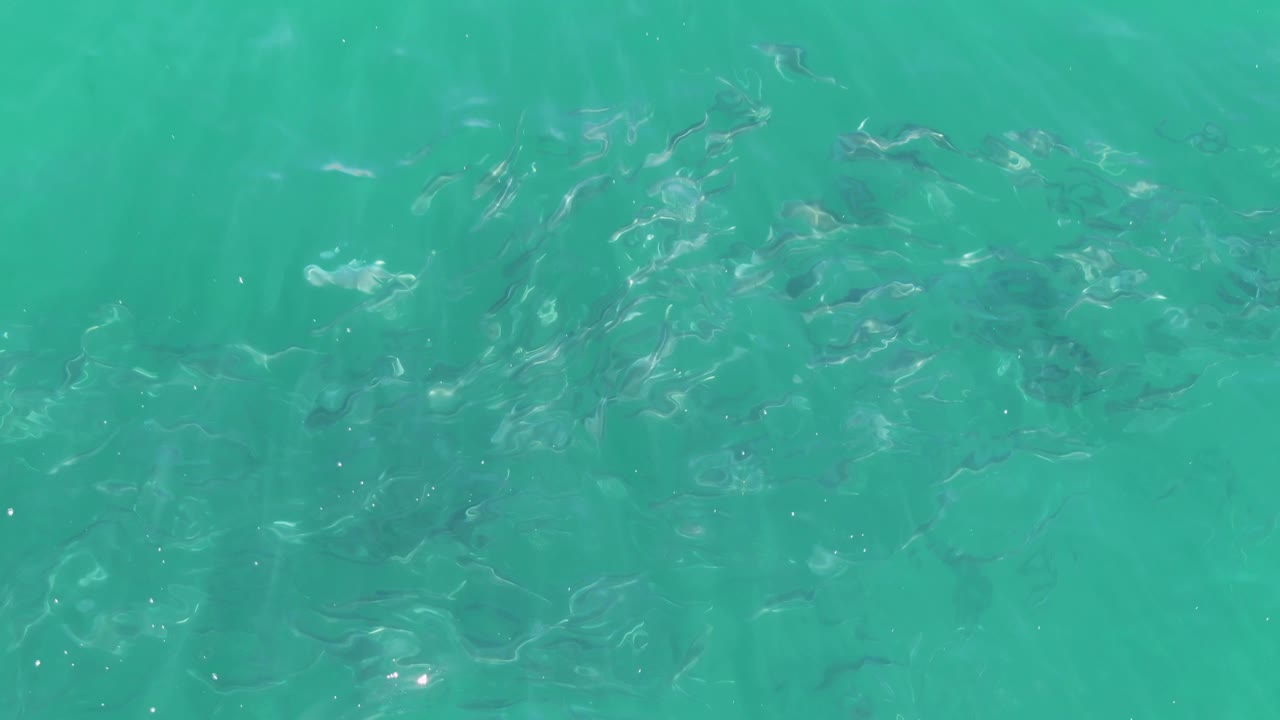 Overhead view at Buzzards Beach with the fish school concentrated below a brighter patch of turquoise water, surface shimmer, and no visible people.