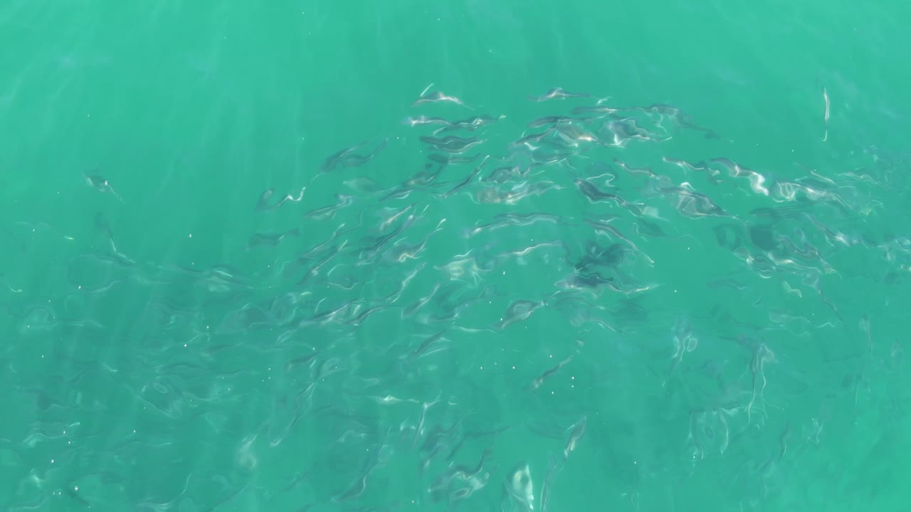 Small fish school under turquoise water
