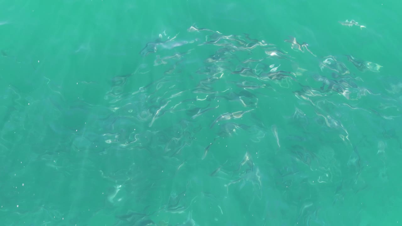 A denser cluster of small fish sits beneath shallow turquoise ocean water at Buzzards Beach, with soft surface distortion and no visible people.