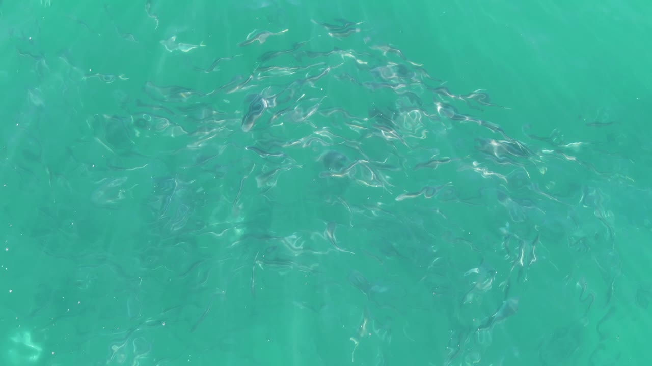 Fish cluster under rippled turquoise ocean water