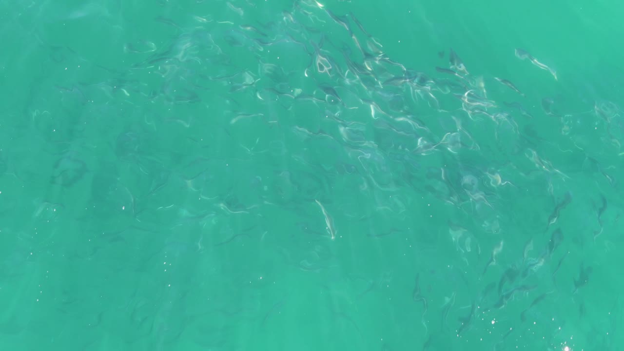 Second frame shows small dark fish shapes under clear Buzzards Beach water, with brighter surface reflections crossing the upper part of the frame and no visible people.