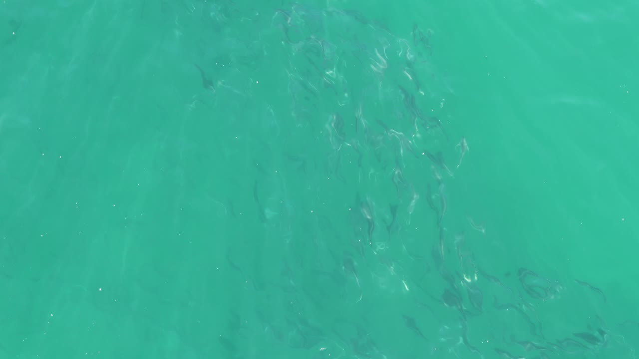 Small dark fish cluster beneath clear turquoise water at Buzzards Beach, Baja California Sur, with pale sand tones and no visible people.