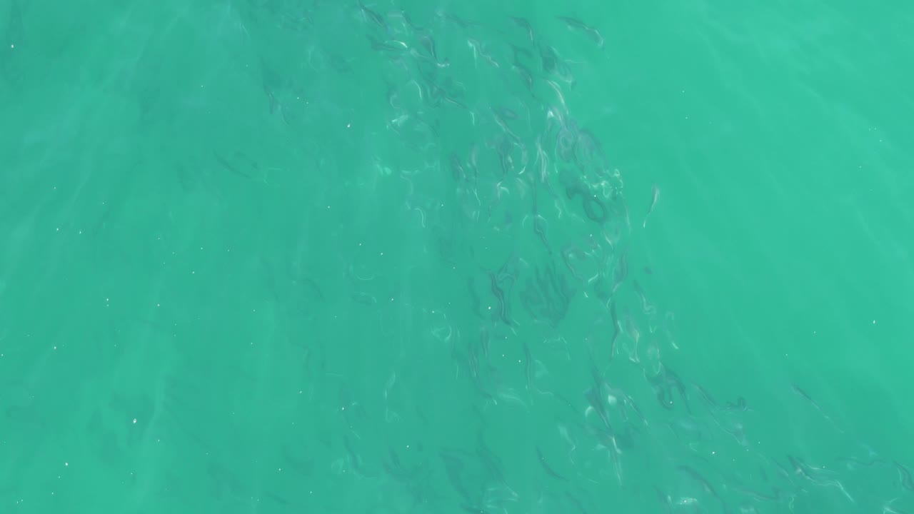 A loose school of small fish appears under green-blue water at Buzzards Beach, with soft surface shimmer and no visible people.