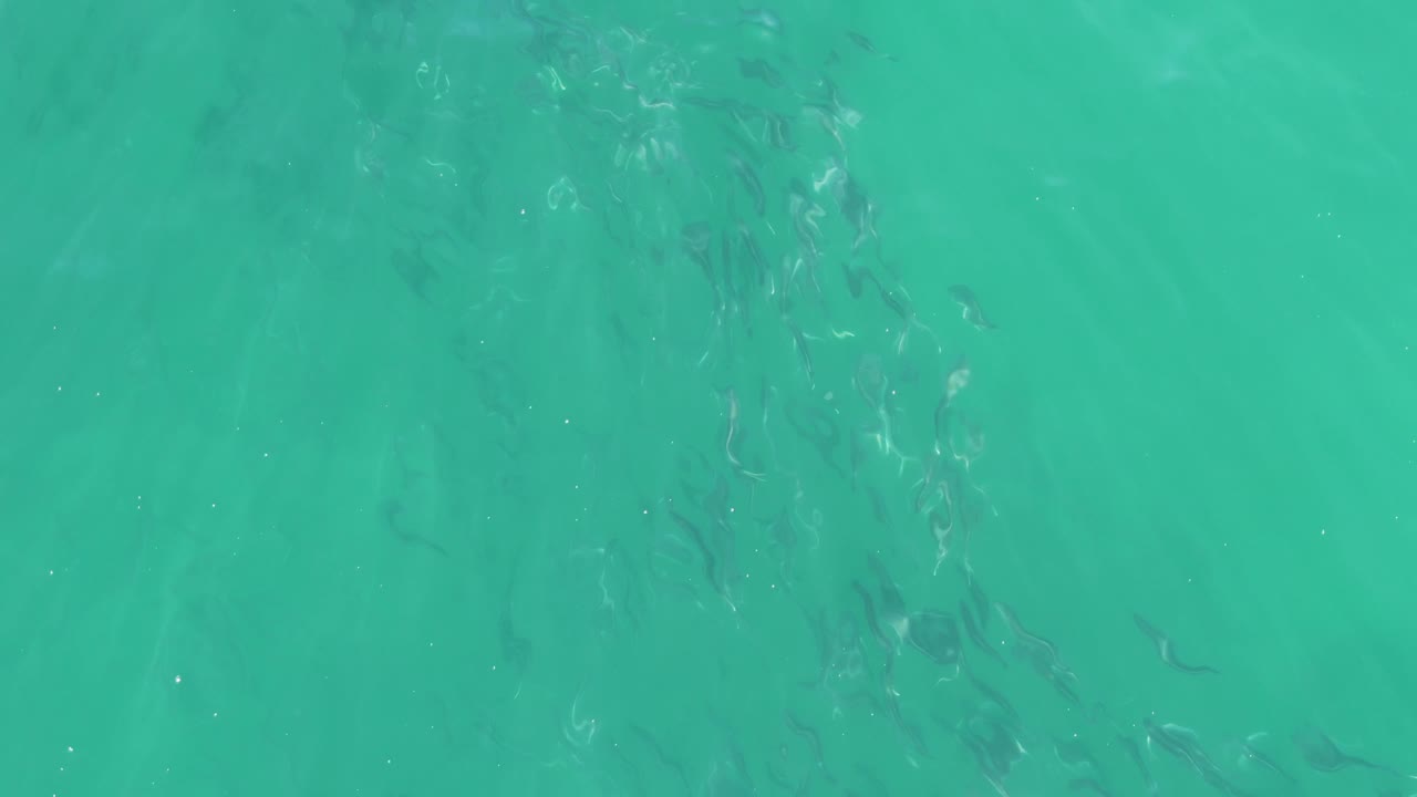 Dark fish form scattered lines under rippled turquoise ocean water at Buzzards Beach, Baja California Sur, with no visible people or boats.