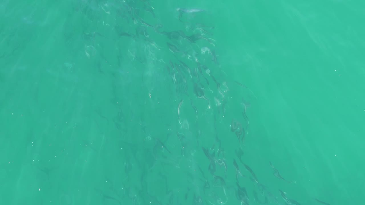 Fish school crossing shallow turquoise water