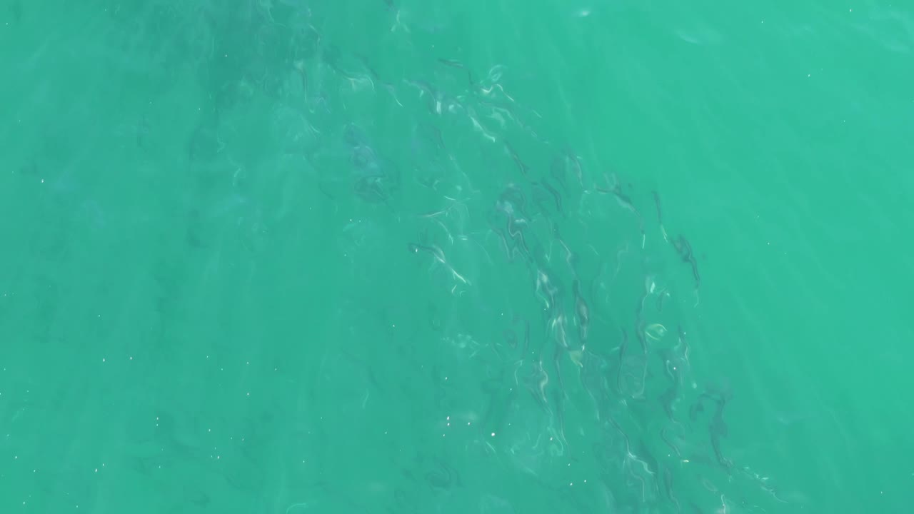 Overhead frame of Buzzards Beach water with fish shapes spread through the mid-frame, soft surface ripples, and no visible people or shoreline.