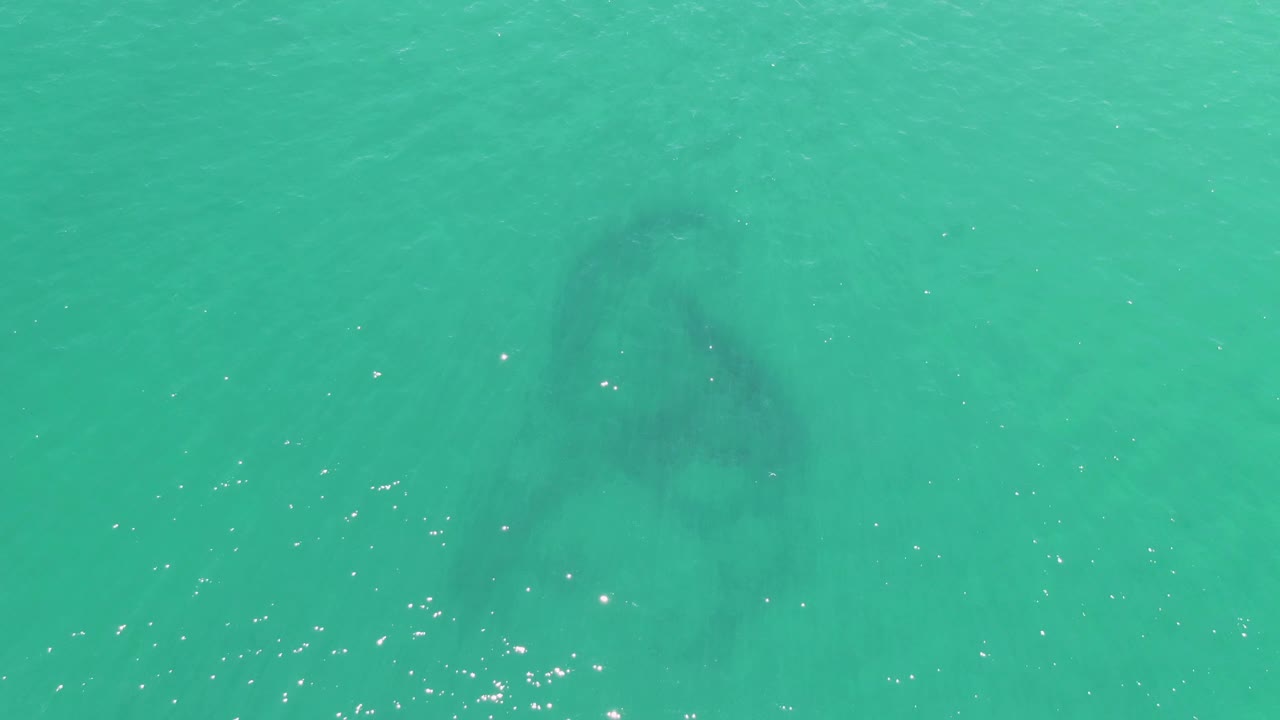 At Buzzards Beach in Baja California Sur, a dark submerged marine animal shape sits beneath clear turquoise water with bright surface specks and no visible people.