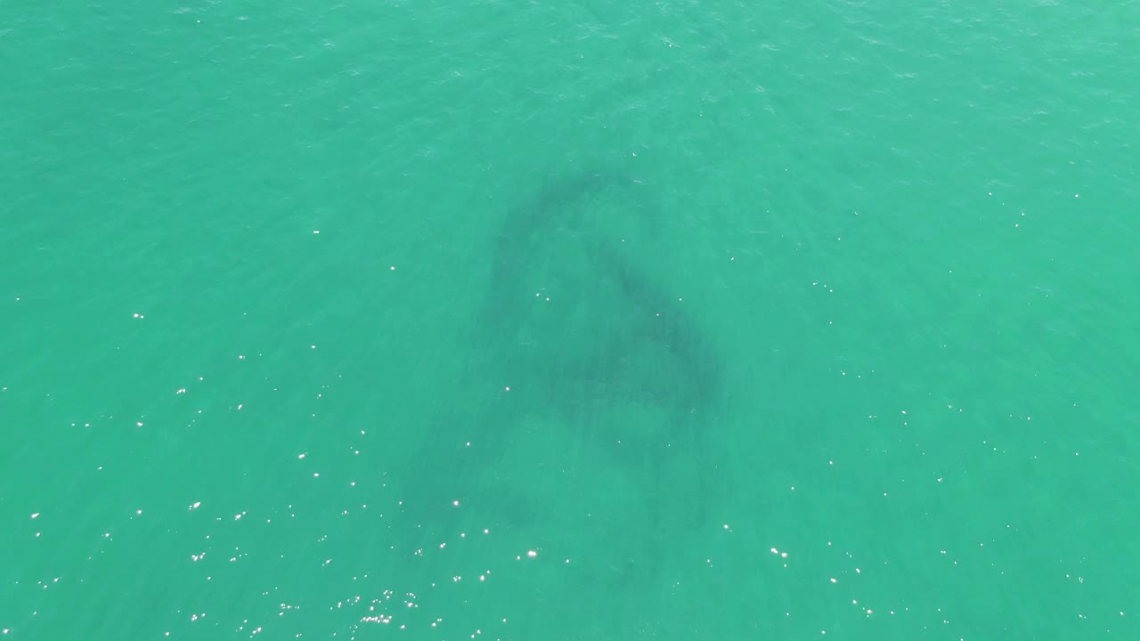 Submerged animal shape in clear blue-green sea