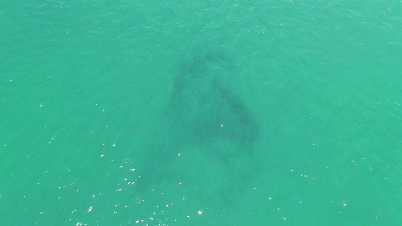A large dark marine animal silhouette appears slightly right of center below bright turquoise water, with scattered light reflections and no visible people.