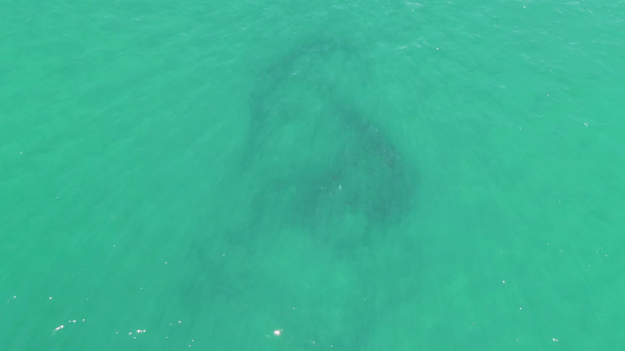 Dark marine animal shape beneath clear turquoise water