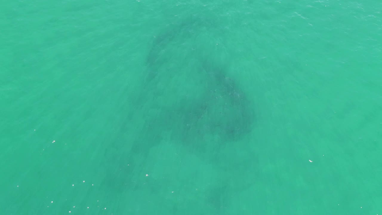 At Buzzards Beach in Baja California Sur, the large underwater animal appears closer to the center of the turquoise water, softened by surface ripples, with no visible people.