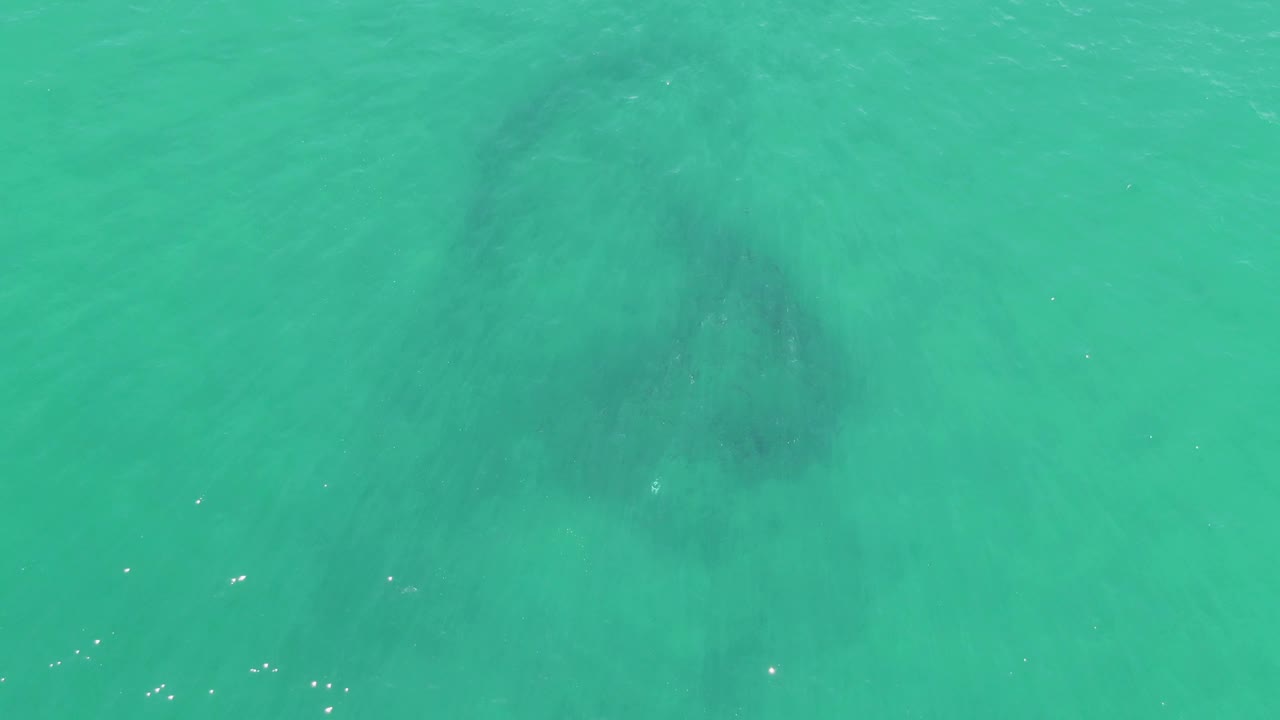 At Buzzards Beach in Baja California Sur, the dark underwater animal silhouette looks broad and diffuse beneath rippled turquoise water, with no visible people or vessels.