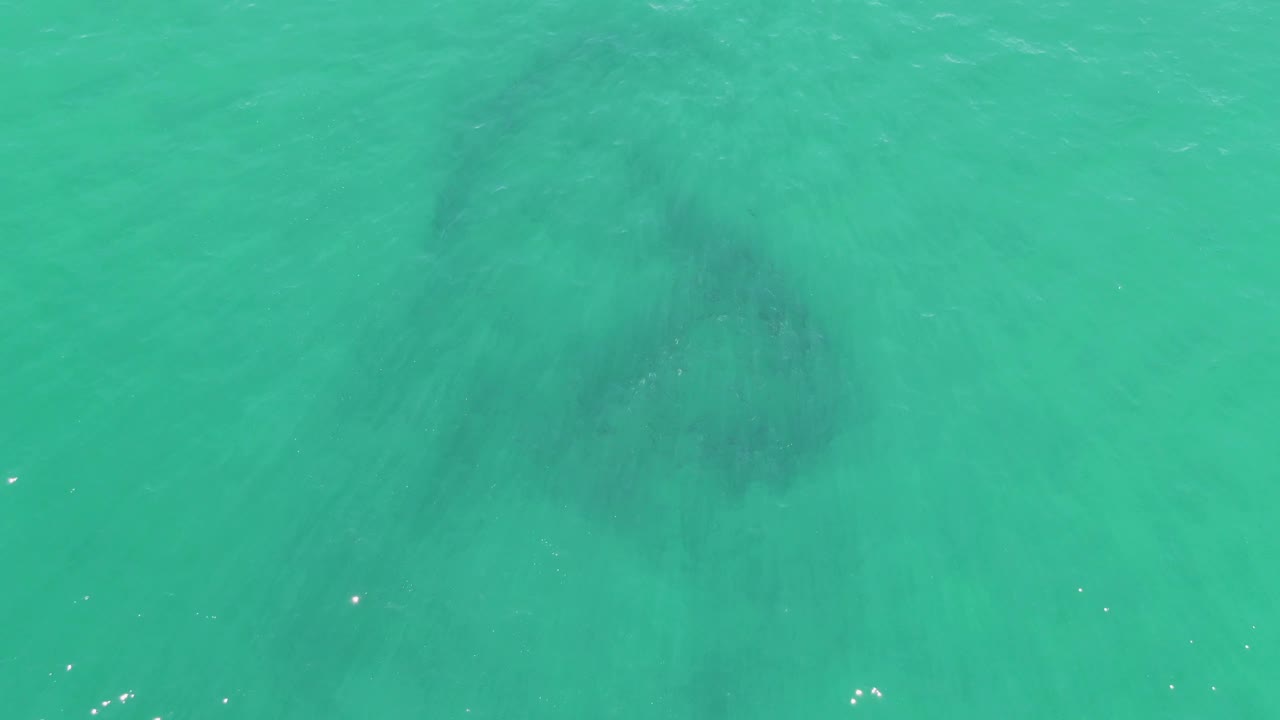 At Buzzards Beach in Baja California Sur, the submerged animal appears as a blurred dark form in the lower-left area of the turquoise frame, with no visible people.