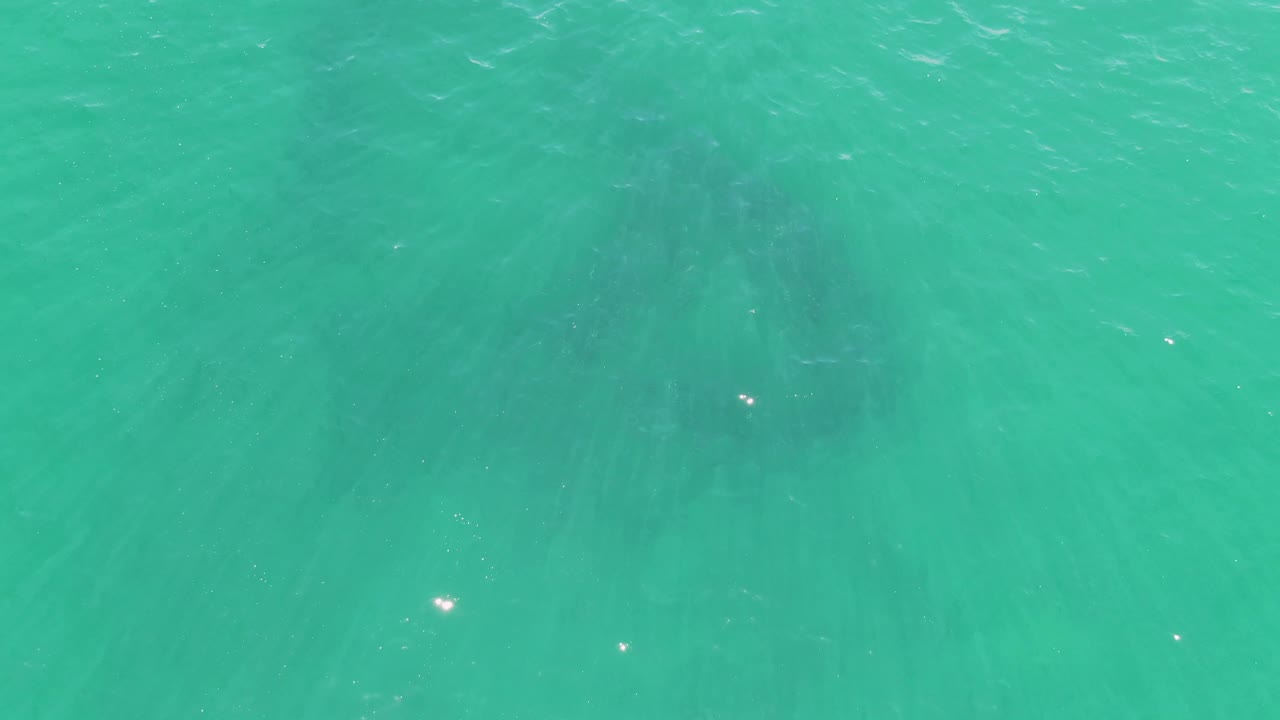 Turquoise Buzzards Beach ocean water shows a broader dark fish shape beneath soft surface ripples, with small sun glints and no visible people.