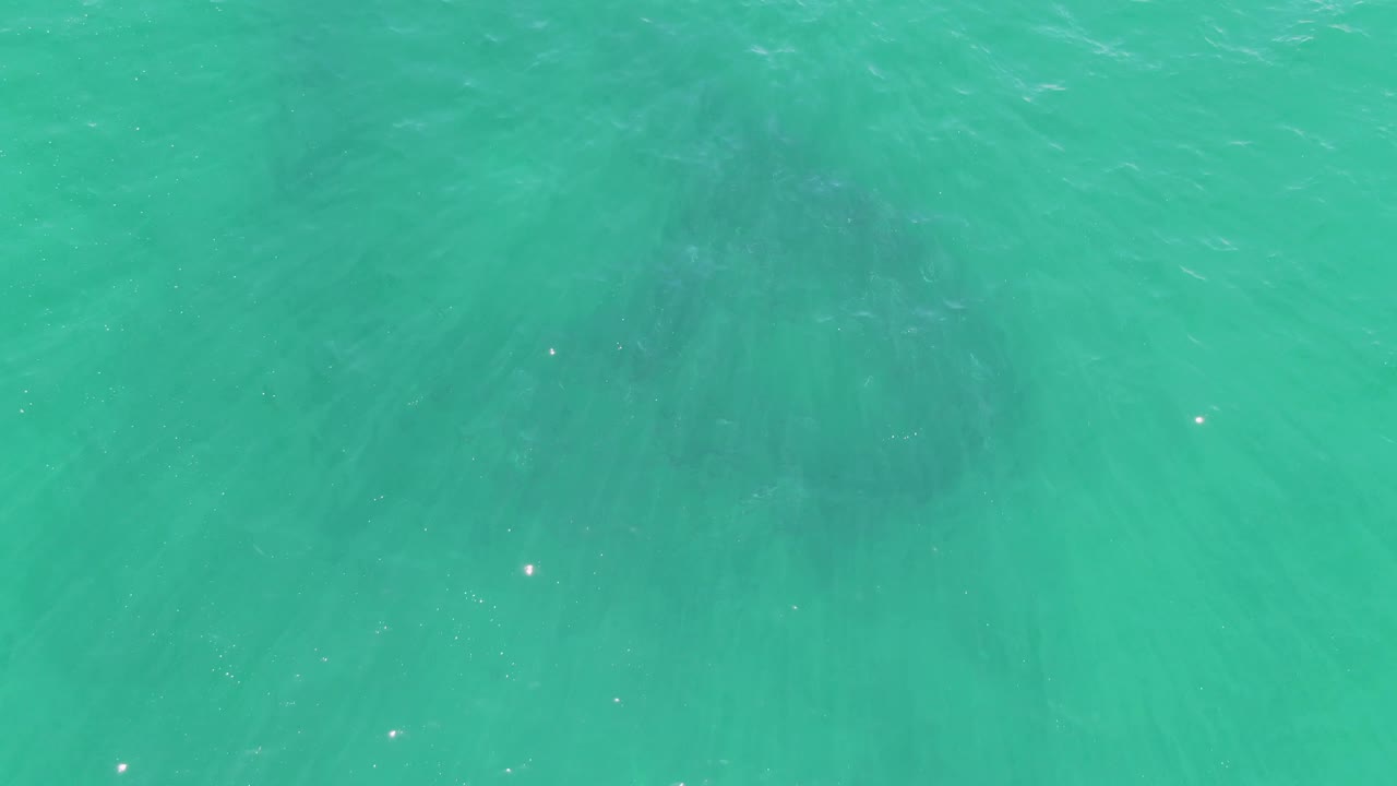 Aerial-style frame over Buzzards Beach water with dark fish streaks spreading under the turquoise surface and scattered bright reflections, with no visible people.