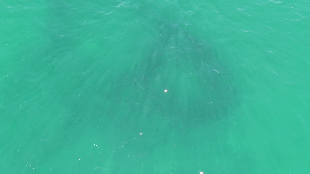 Turquoise water surface over a shifting dark fish school