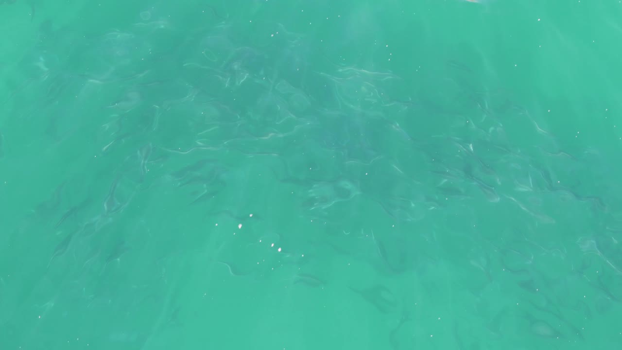 A school of dark fish sits beneath clear turquoise water at Buzzards Beach, Baja California Sur, with faint surface ripples and no visible people.