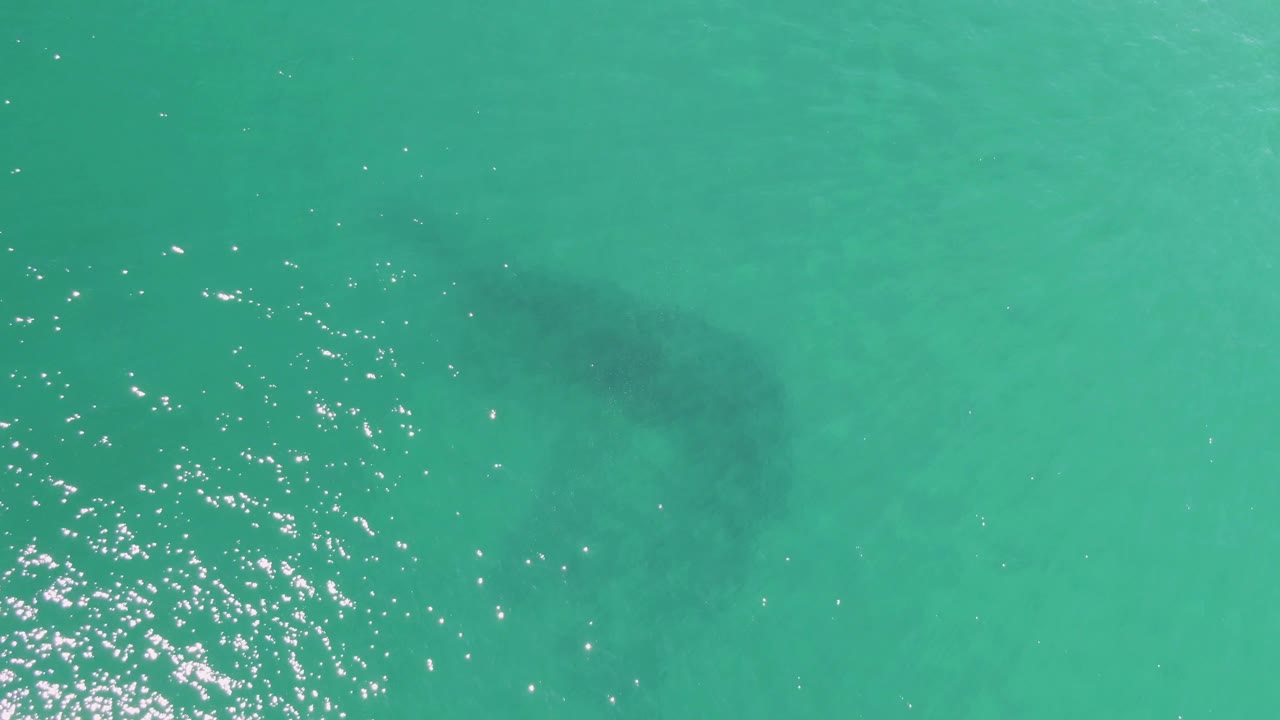 Top-down view at Buzzards Beach, Baja California Sur, Mexico, showing a dark manatee shape under turquoise water with bright surface reflections and no visible people.