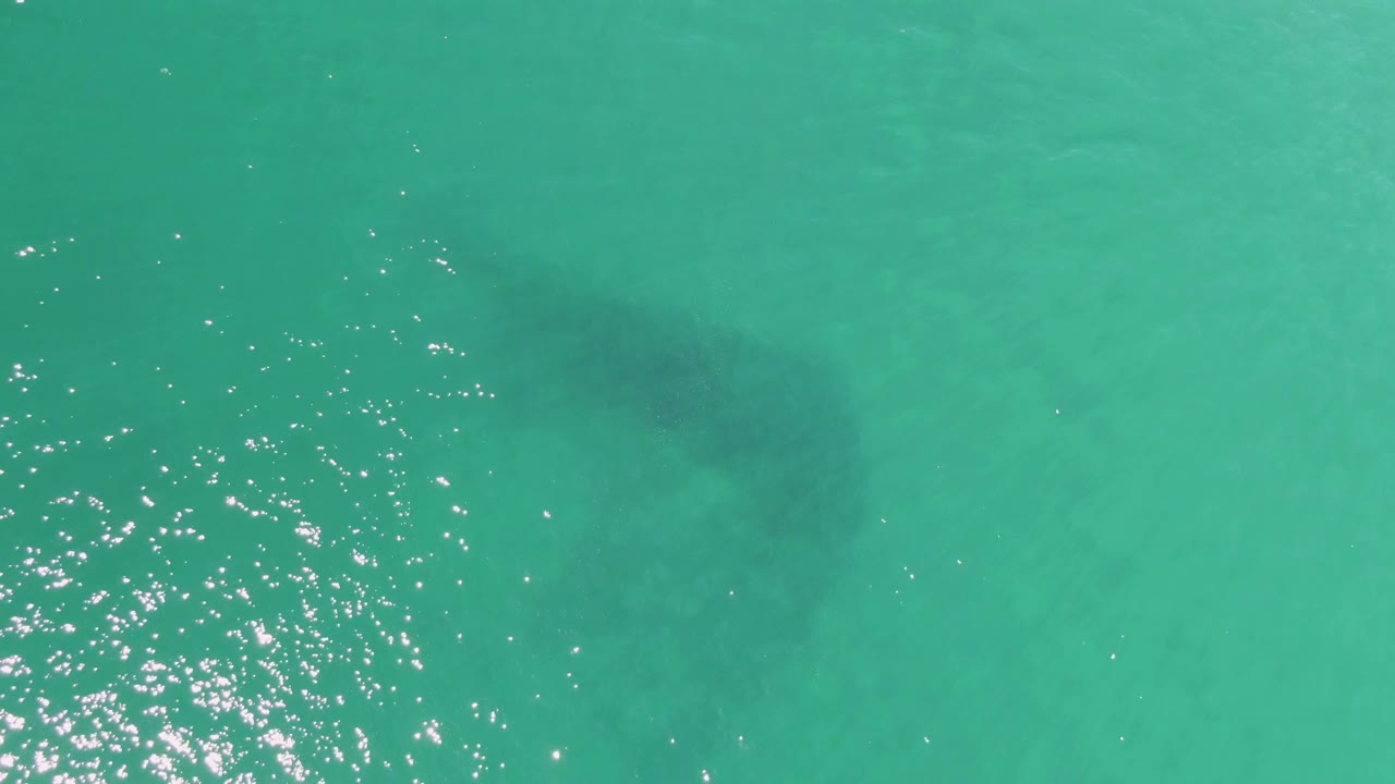 Aerial frame from Buzzards Beach with the manatee appearing as a soft dark form beneath turquoise water, while surface glitter gathers near the lower left and no visible people appear.