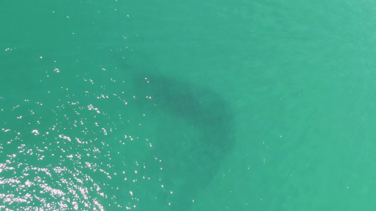 Top-down Buzzards Beach view with the manatee's darker underwater shape set against turquoise water, small ripples, and concentrated sun sparkle, with no visible people.