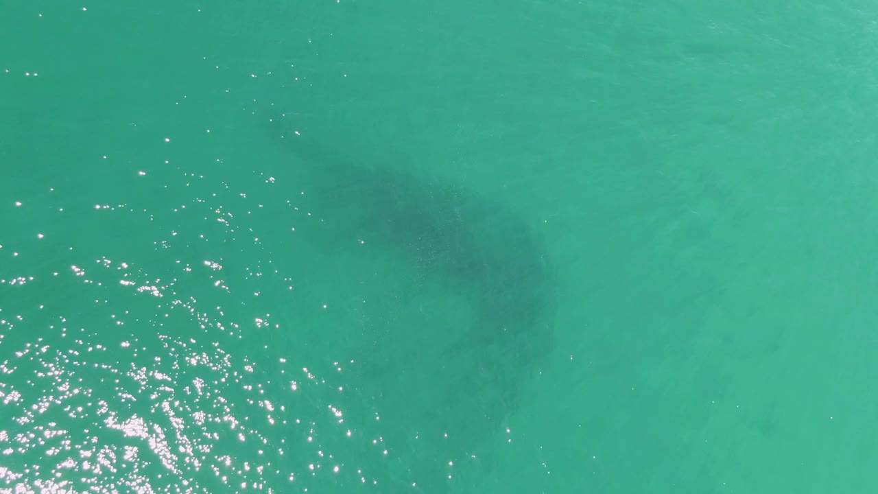 Dark underwater manatee shape near bright reflections in shallow turquoise water.