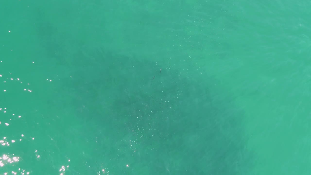 Aerial-style frame over Buzzards Beach turquoise water with scattered sun sparkles across the upper half and the manatee still subtle beneath the surface, no visible people.