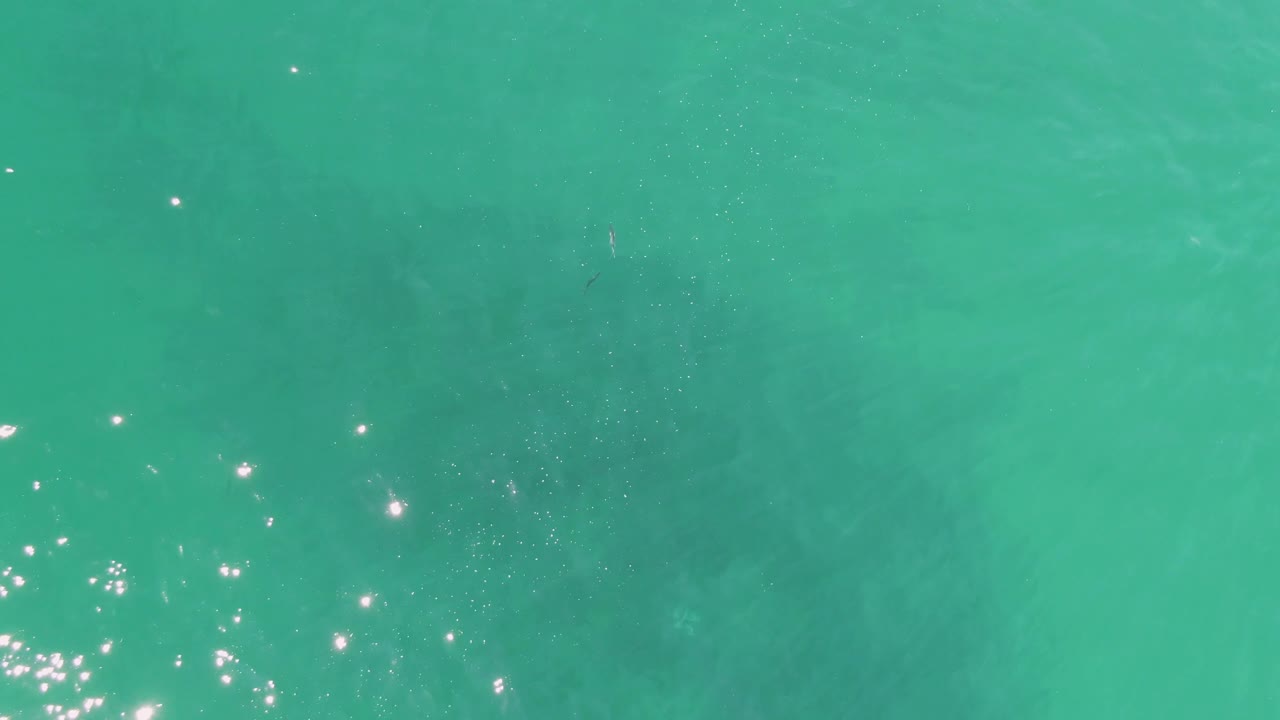 Top-down Buzzards Beach water frame showing brighter reflection points toward the upper right and a dim manatee shape under the shallow turquoise surface, no visible people.