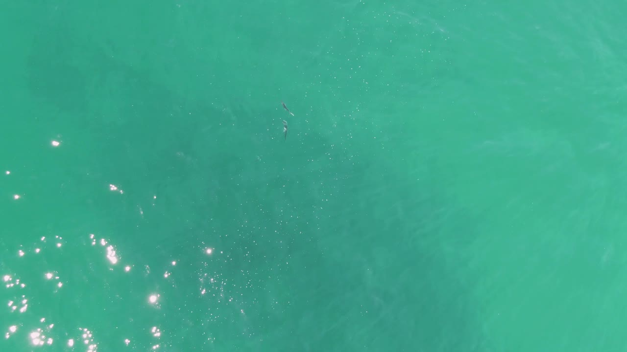 Shallow turquoise water with sun glints near the lower left and submerged animal detail.