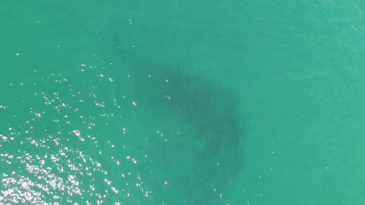Turquoise water with a dark submerged manatee shape and bright sun reflections.