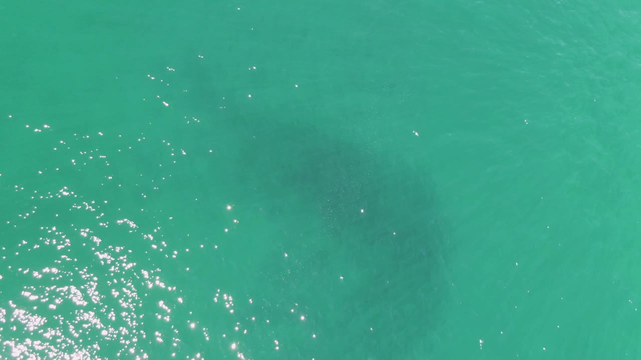 At 0:01, the manatee appears as a broad darker shape below the turquoise water, with a concentrated cluster of sun reflections nearby and no visible people.