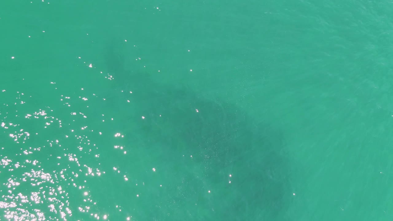 At 0:03, the lower frame shows turquoise water, a darker submerged manatee form, and scattered sun flashes along the left side, with no visible people.