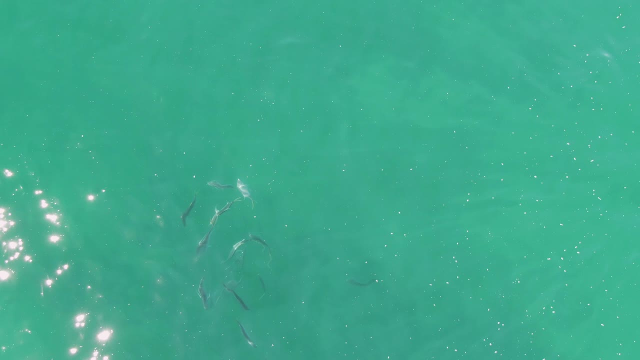 Small fish are visible under turquoise water at Buzzards Beach, Baja California Sur, with bright surface sparkles near the left edge and no visible people.