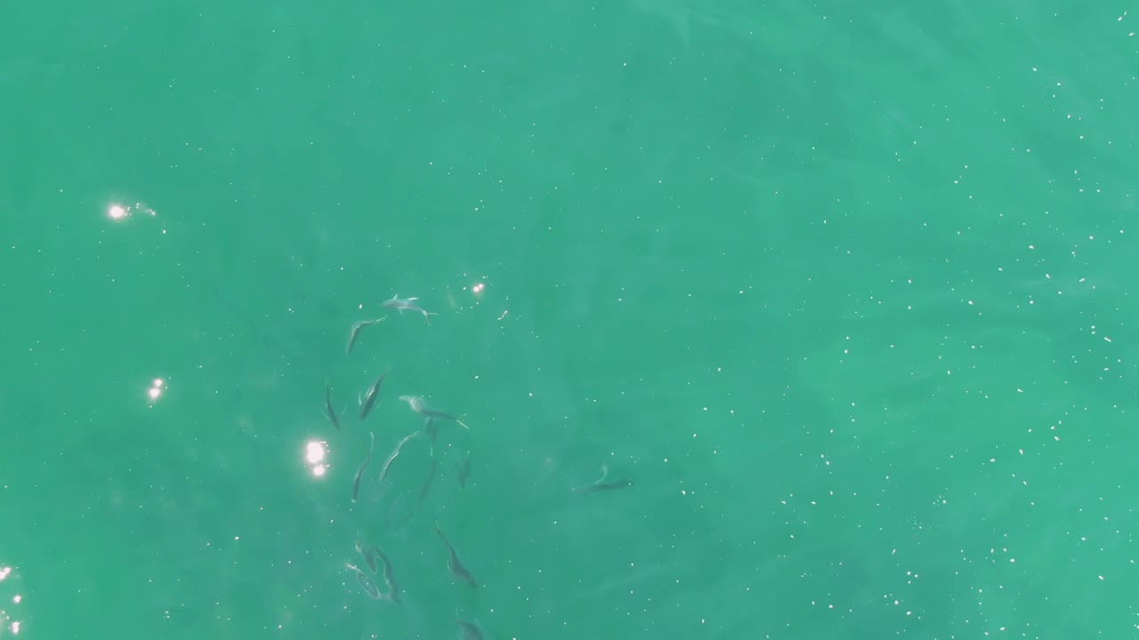 A loose cluster of small fish sits below clear turquoise water at Buzzards Beach, Baja California Sur, with faint ripples and no visible people.