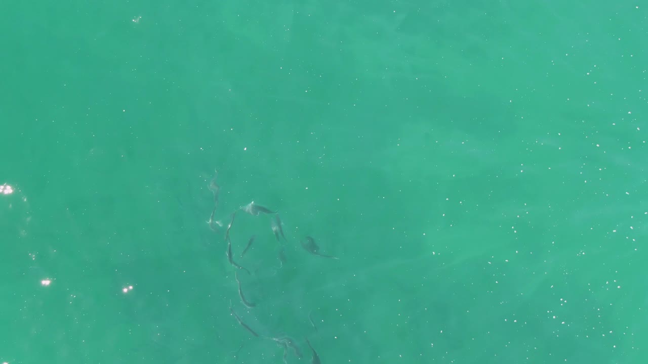 Fish shapes under slightly rippled turquoise water.