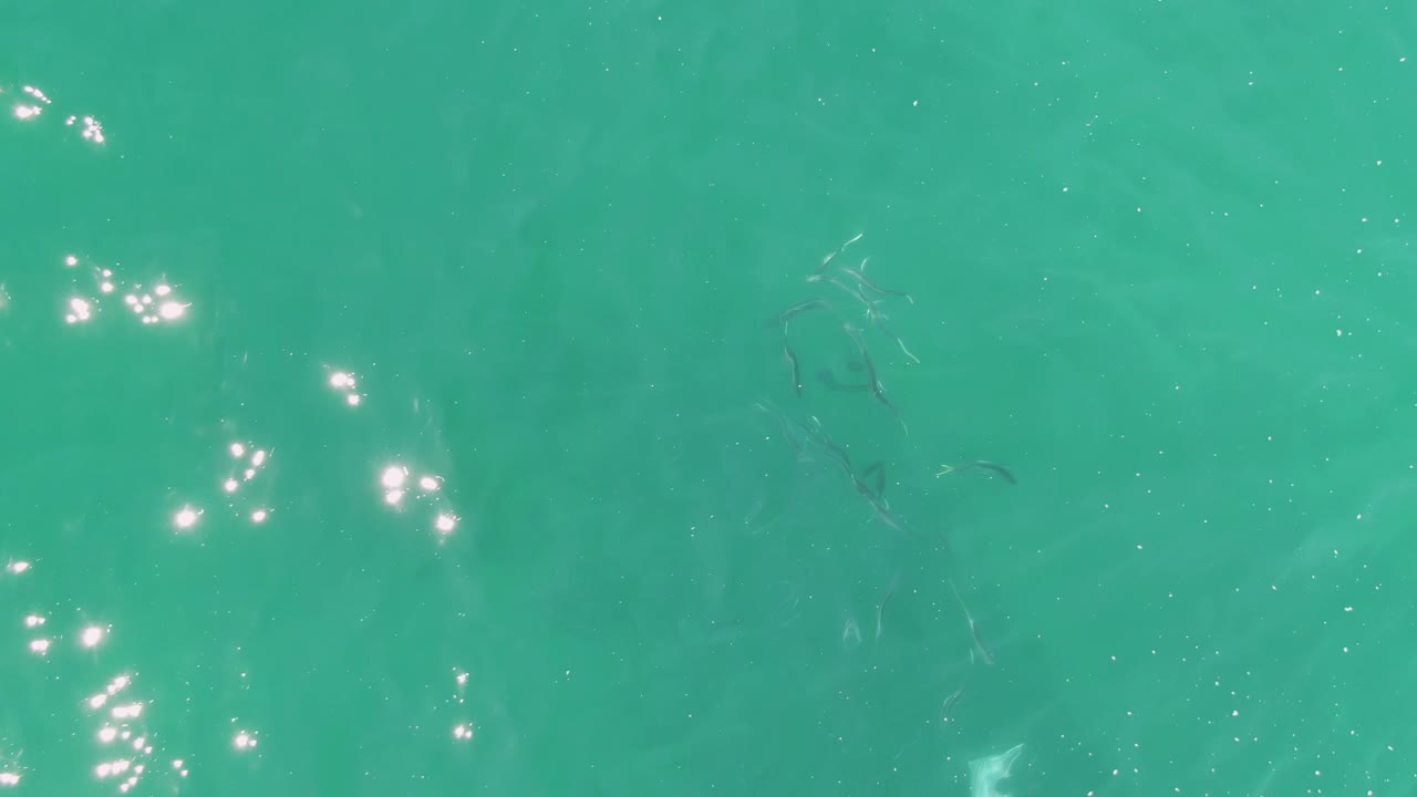Top-down view of clear turquoise water at Buzzards Beach, Baja California Sur, with small fish visible below the surface and no visible people.