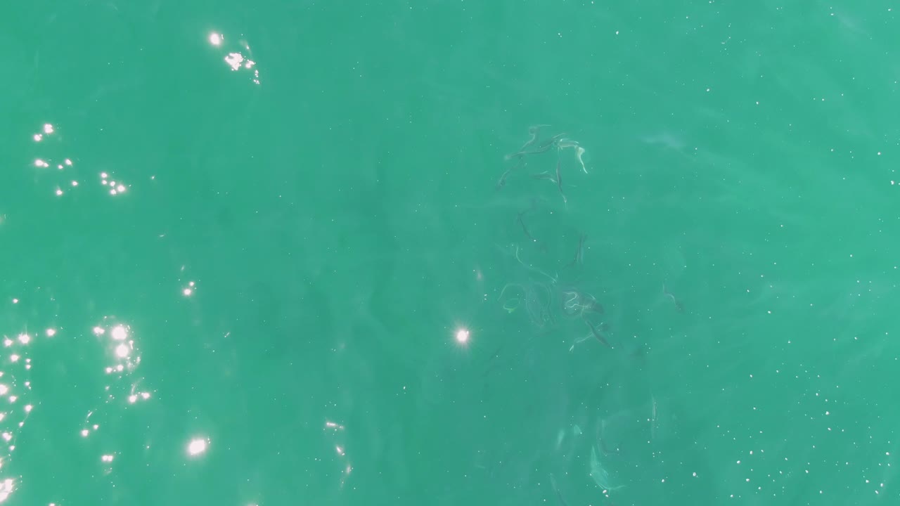 Bright surface reflections scatter across clear Buzzards Beach water as a loose group of fish moves beneath the turquoise surface, with no visible people.