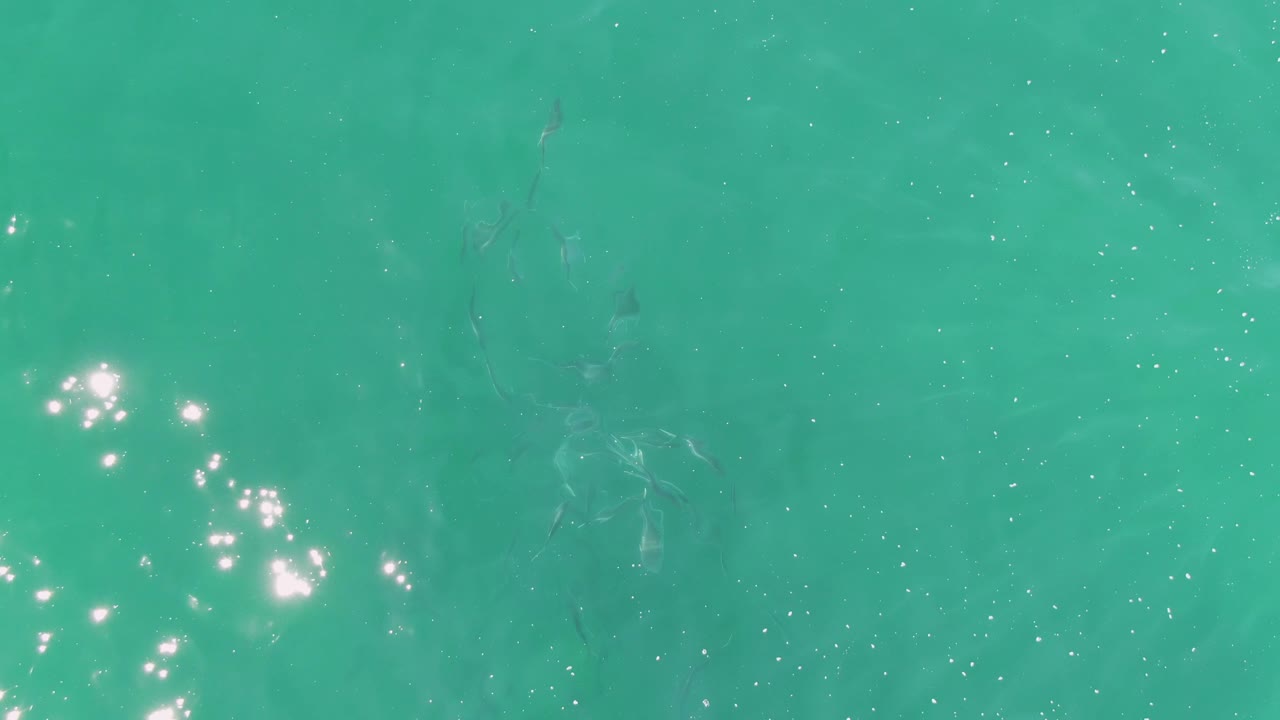 Fish cluster below turquoise water with scattered light reflections