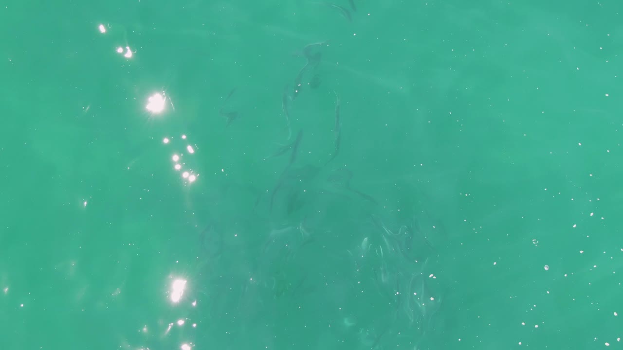Small fish beneath turquoise water with sun glints