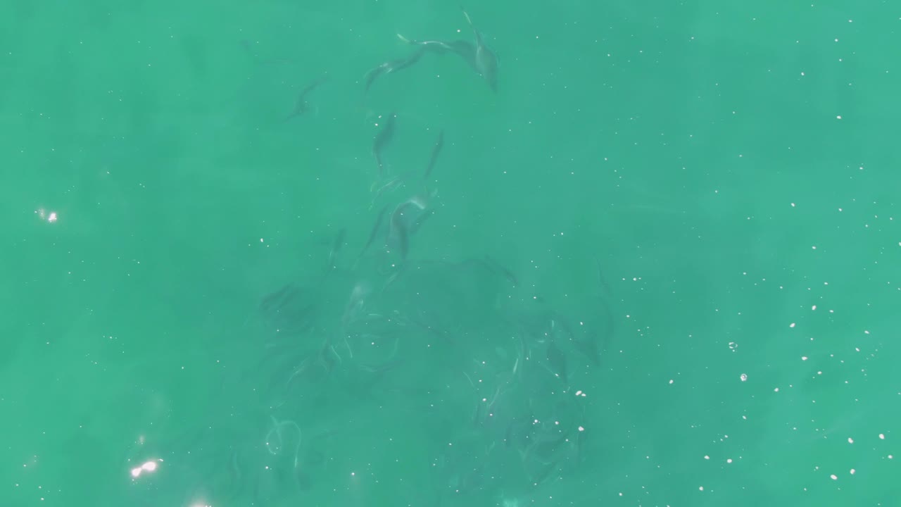 Fish shapes pass under clear green-blue water at Buzzards Beach, Baja California Sur, with scattered white specks and softened reflections across the surface, no visible people.