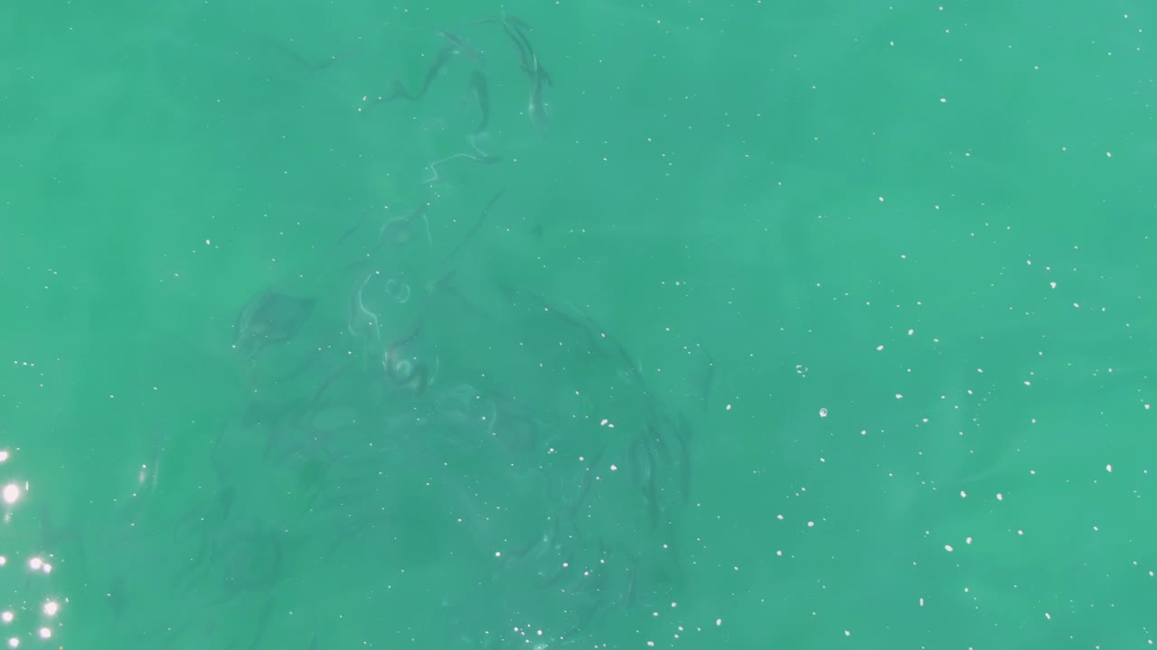 A high overhead view at Buzzards Beach, Baja California Sur shows small fish below turquoise surface water, with a loose patch of bright reflections near the lower right and no visible people.