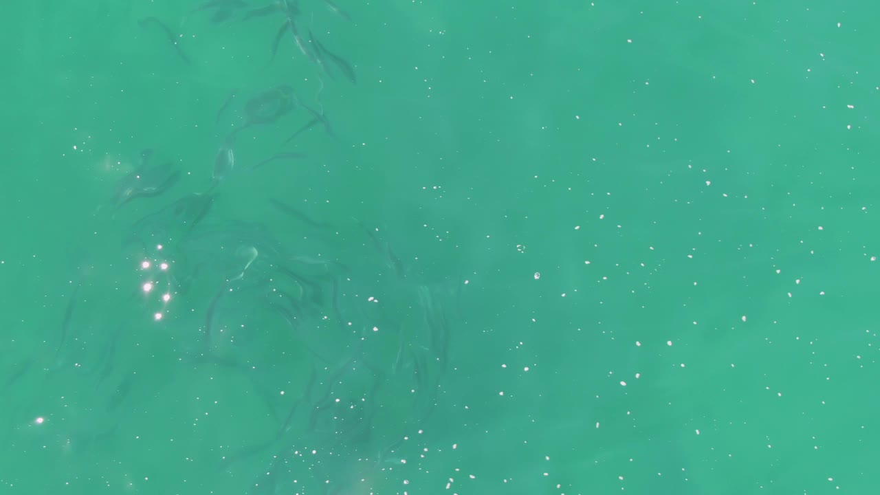 Small fish appear lower in the turquoise water at Buzzards Beach, Baja California Sur, while fine ripples and scattered light flecks cover the surface, no visible people.