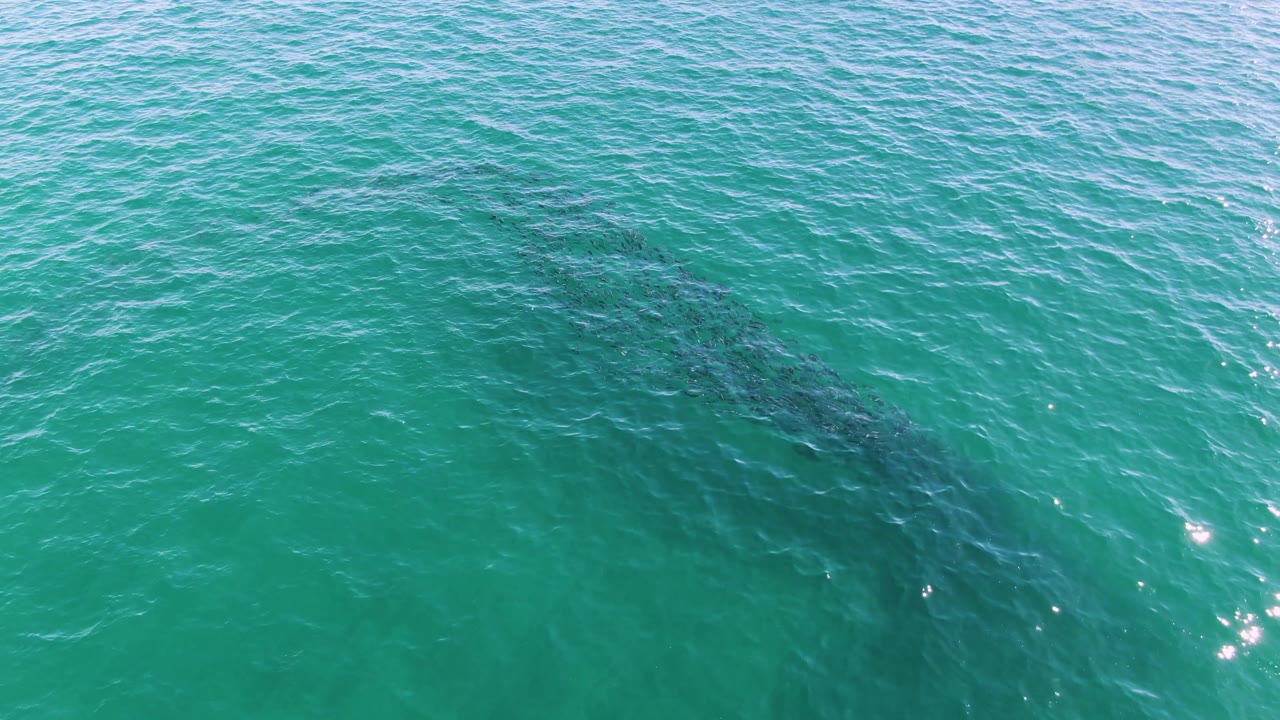 Overhead view at Buzzards Beach, East Cape BCS, Mexico, with a dark submerged whale shape under turquoise rippled water and no visible people.